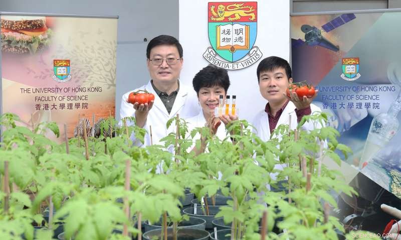 Scientists Engineer Tomatoes with Superior Antioxidant Levels