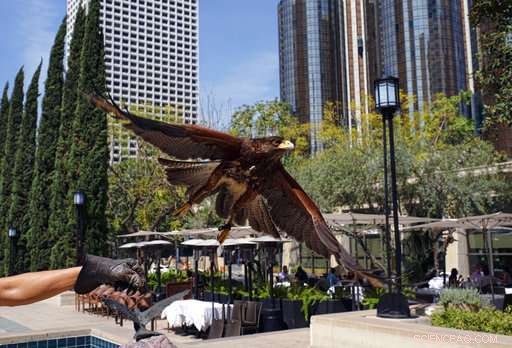 Expert-Held Hawks Ward Off Smaller Birds, Captivate onlookers in Los Angeles