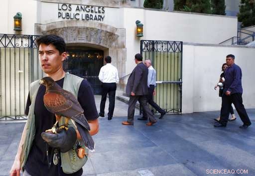 Expert-Held Hawks Ward Off Smaller Birds, Captivate onlookers in Los Angeles