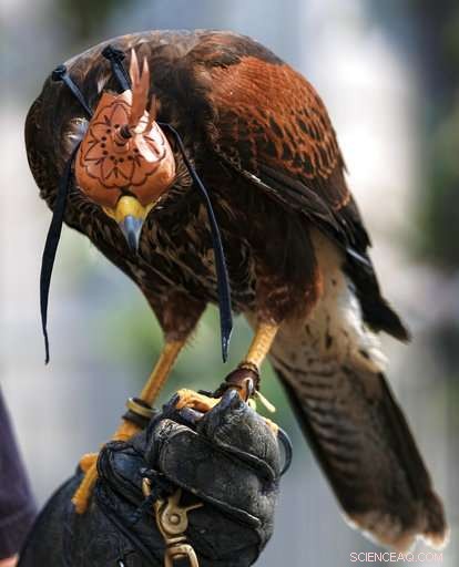 Expert-Held Hawks Ward Off Smaller Birds, Captivate onlookers in Los Angeles