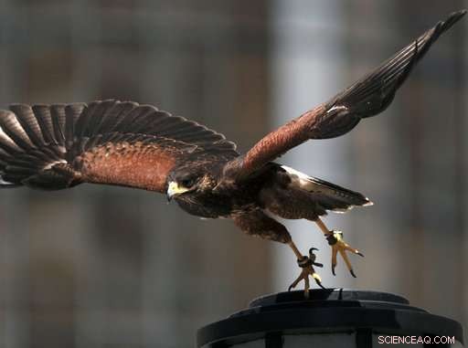 Expert-Held Hawks Ward Off Smaller Birds, Captivate onlookers in Los Angeles