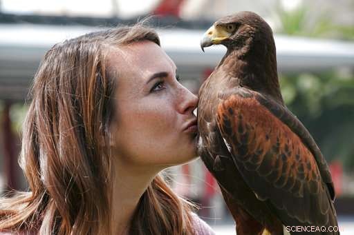 Expert-Held Hawks Ward Off Smaller Birds, Captivate onlookers in Los Angeles