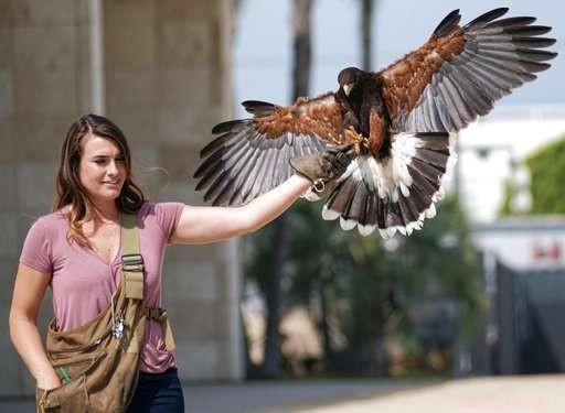 Expert-Held Hawks Ward Off Smaller Birds, Captivate onlookers in Los Angeles