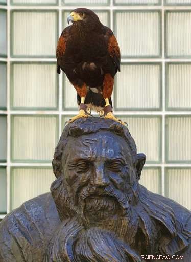 Expert-Held Hawks Ward Off Smaller Birds, Captivate onlookers in Los Angeles