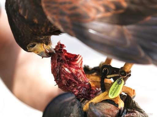 Expert-Held Hawks Ward Off Smaller Birds, Captivate onlookers in Los Angeles