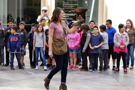 Expert-Held Hawks Ward Off Smaller Birds, Captivate onlookers in Los Angeles