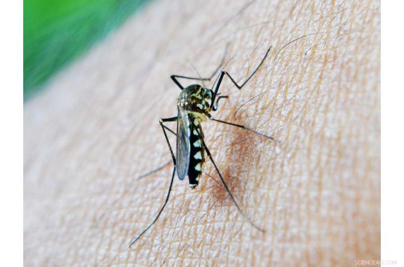 Blood Fatty Molecule Triggers Malaria Parasites to Switch from Human Infection to Mosquito Transmission