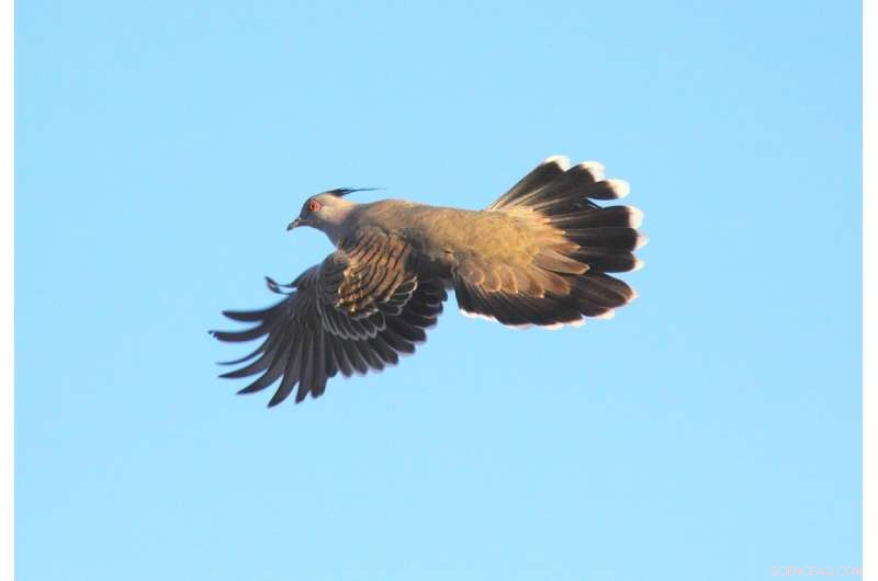 Crested Pigeons Use Feathers to Sound Alarms