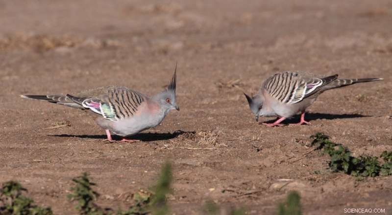 Crested Pigeons Use Feathers to Sound Alarms