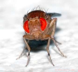 Early-Life Low-Protein Diet Doubles Lifespan of Fruit Flies