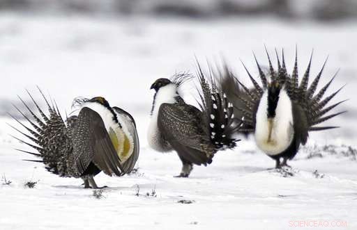 US Sage Grouse Conservation Efforts Stall: Policy Reverses Progress