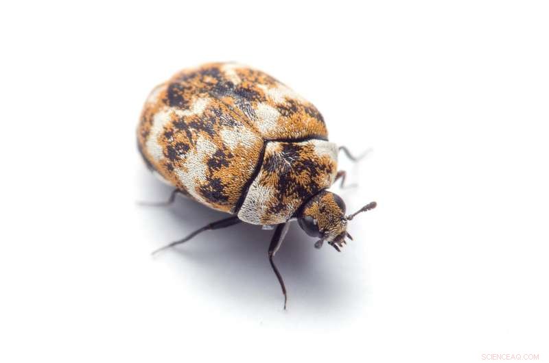 Researchers Explore How Home Design and Lifestyle Influence Indoor Insect Populations