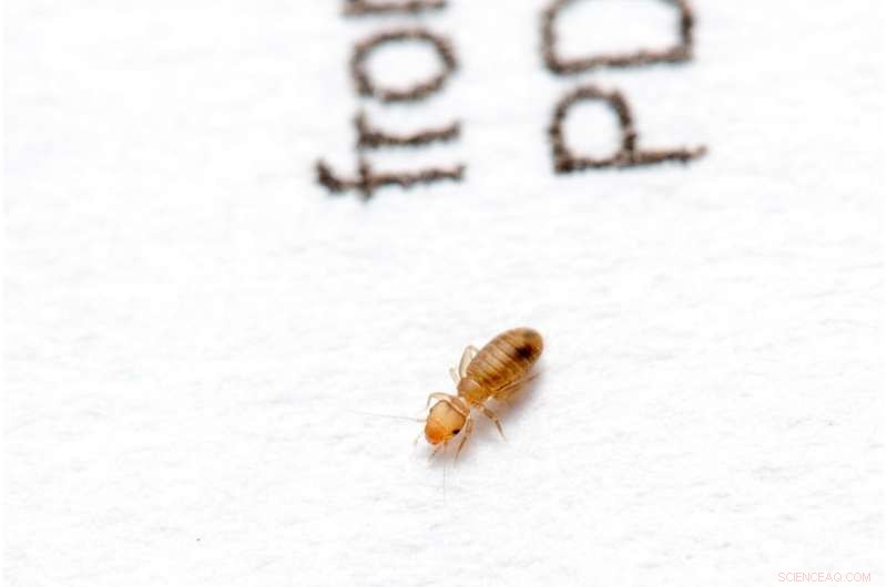 Researchers Explore How Home Design and Lifestyle Influence Indoor Insect Populations