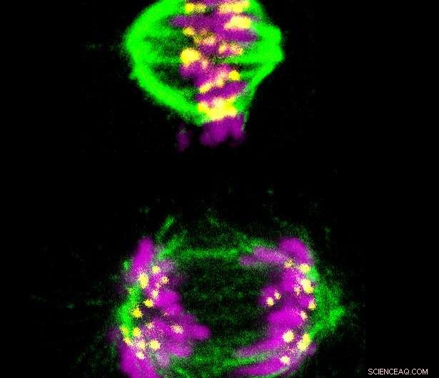 New Discovery: Chemical Mechanism Behind Cell Division Timer Offers Promising Anti-Cancer Target