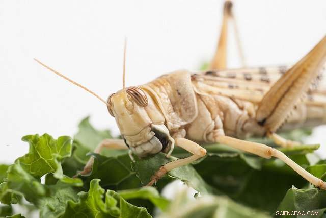 Insects: A Critical Solution for Global Food Security
