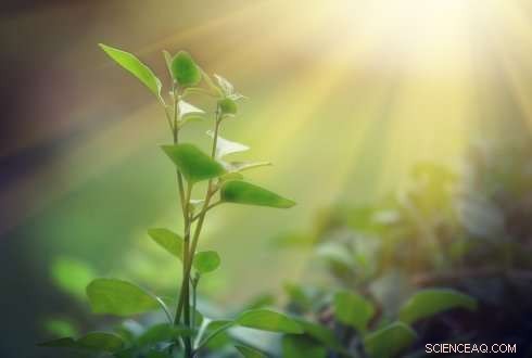 Advancing Toward Crops with Double the Yield: New Genetic Insights