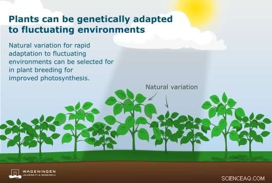 Advancing Toward Crops with Double the Yield: New Genetic Insights