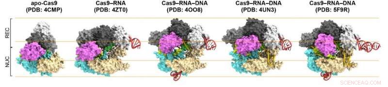 Visualizing the Mechanism of Genetic Engineering with CRISPR-Cas9