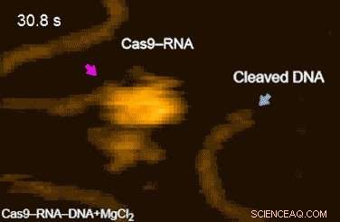 Visualizing the Mechanism of Genetic Engineering with CRISPR-Cas9