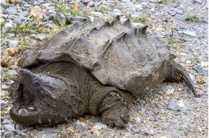 Illinois Researchers Spot First Wild Alligator Snapping Turtle in 30 Years