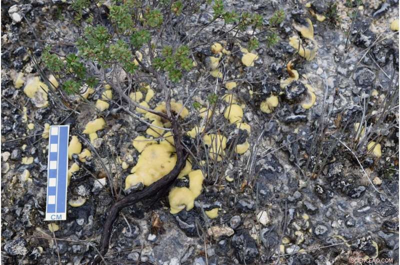 Rare Living Stromatolites Unearthed in Tasmania s Remote Valley