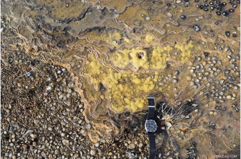 Rare Living Stromatolites Unearthed in Tasmania s Remote Valley