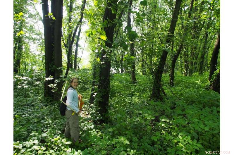 Poison Ivy: An Unexpected Ally Against Invasive Species