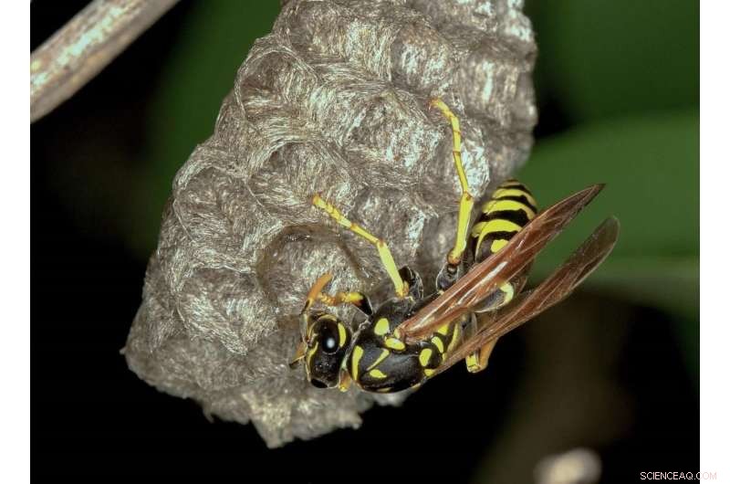 Polistes Wasp Genus Revisited: First Integrative Taxonomy Revision in Europe