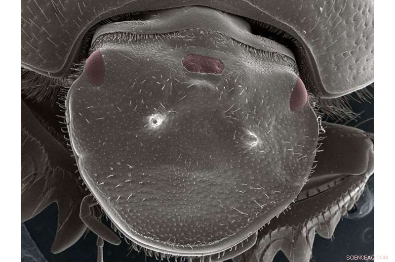 Scientists Engineer Beetle with Functional Third Eye