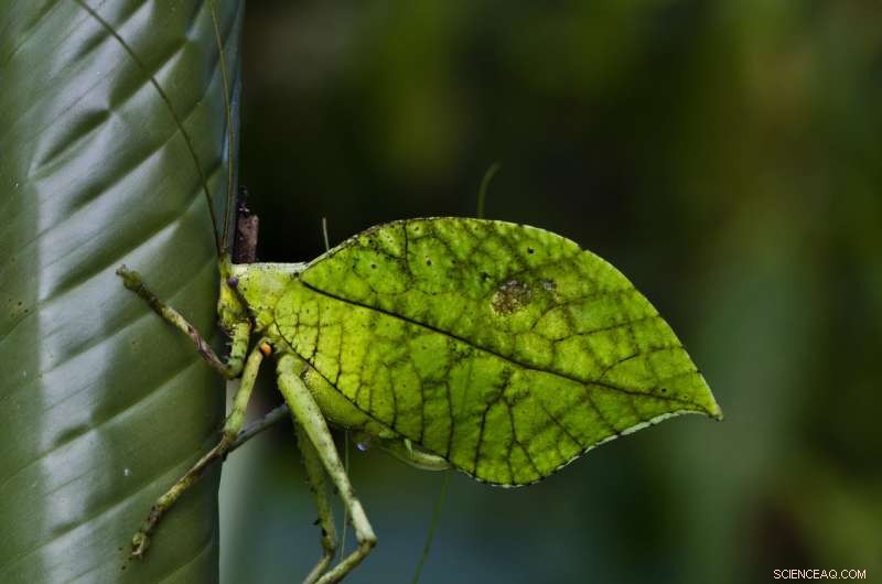 New Bushcricket Species Achieves Near-Perfect Dead-Leaf Camouflage