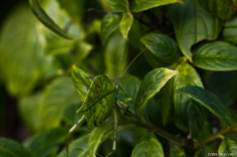 New Bushcricket Species Achieves Near-Perfect Dead-Leaf Camouflage