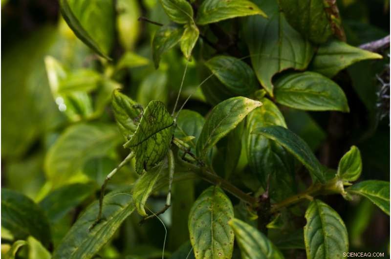 New Bushcricket Species Achieves Near-Perfect Dead-Leaf Camouflage