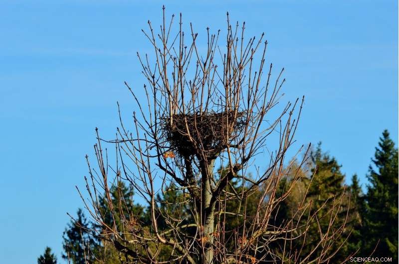 California Birds Nest Earlier: Climate Change Triggers 1-Week Advance in Breeding