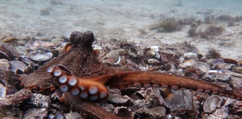 Octopuses Form Unexpected Groups: Are Their Behaviors Intentional or Accidental?