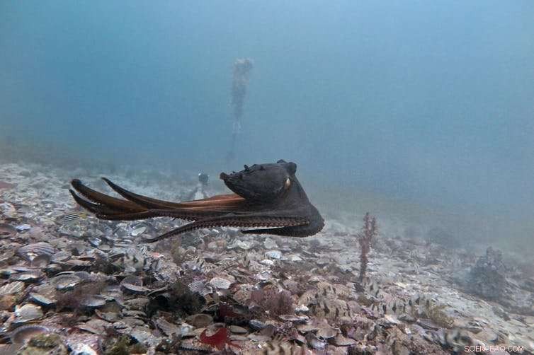 Octopuses Form Unexpected Groups: Are Their Behaviors Intentional or Accidental?