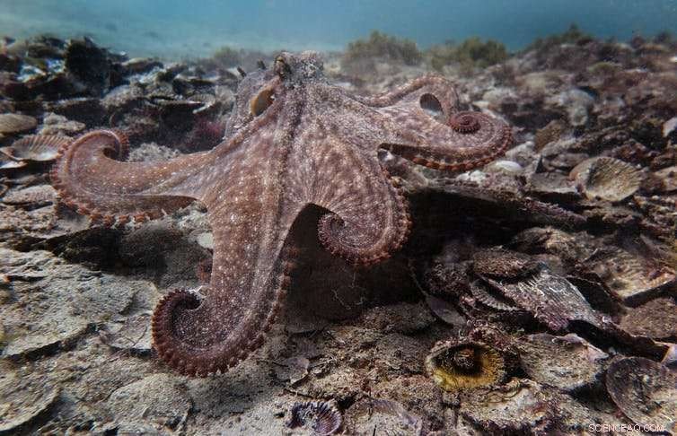 Octopuses Form Unexpected Groups: Are Their Behaviors Intentional or Accidental?