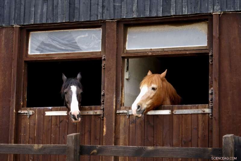 Selenium May Unlock the Mystery Behind Horse Crib‑Biting