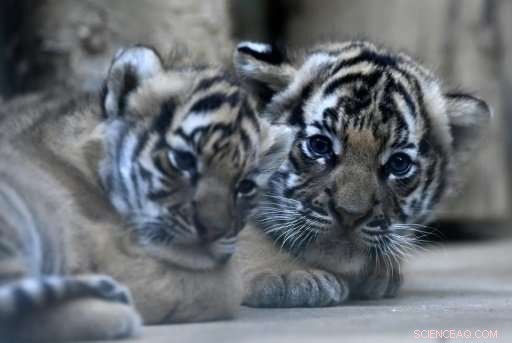 Prague Zoo Celebrates Health of Rare Malayan Tiger Cubs