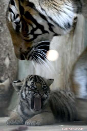 Prague Zoo Celebrates Health of Rare Malayan Tiger Cubs
