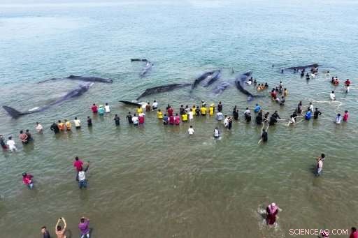 Indonesia Beach Rescue: Four Sperm Whales Succumb Despite Efforts