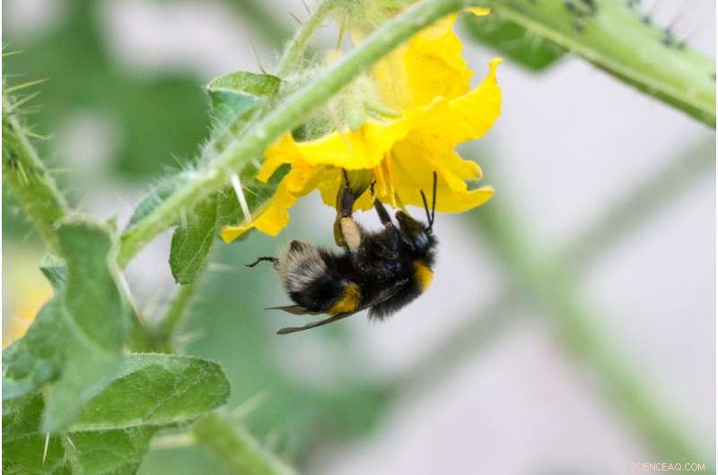Study Shows Pesticides Severely Impair Bumblebee Pollen Collection