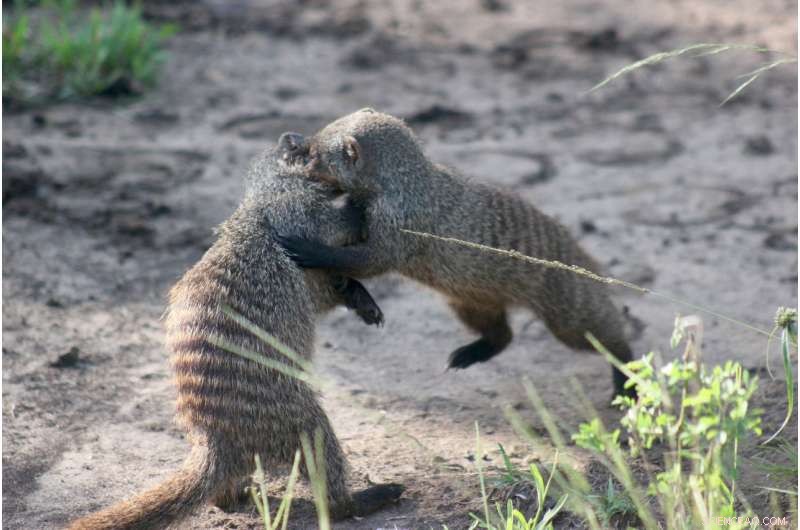 Female Mongooses Increase Pup Survival by Evicting Rival Females