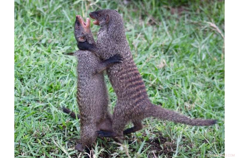 Female Mongooses Increase Pup Survival by Evicting Rival Females