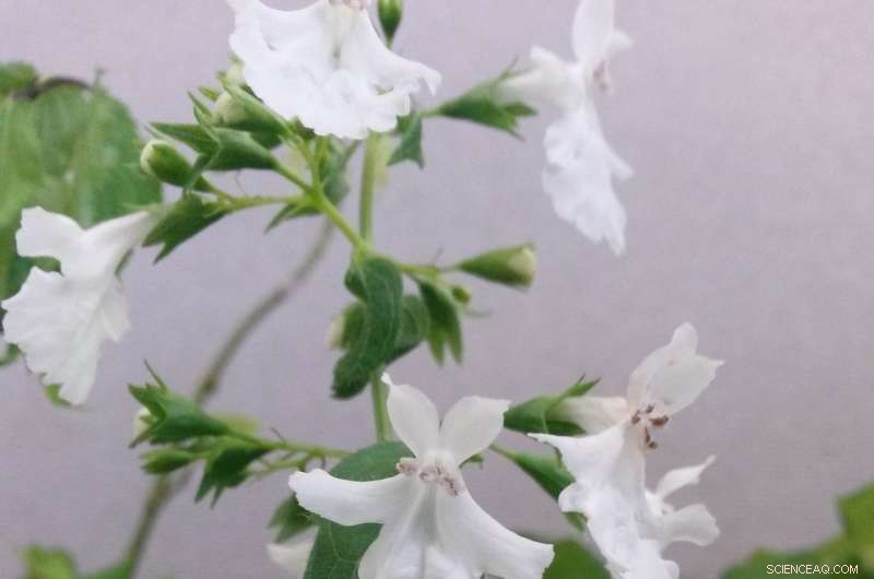 Microbiome Transplants Enhance Disease Resistance in a Critically Endangered Hawaiian Plant