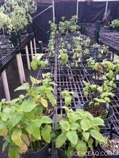 Microbiome Transplants Enhance Disease Resistance in a Critically Endangered Hawaiian Plant