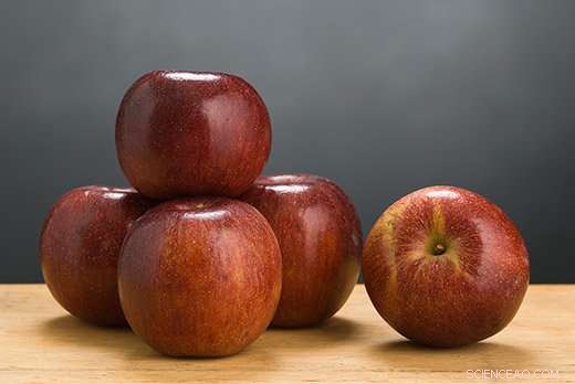 Disease-Resistant Apples Outperform Classic Varieties, Boosting Yields & Reducing Pests