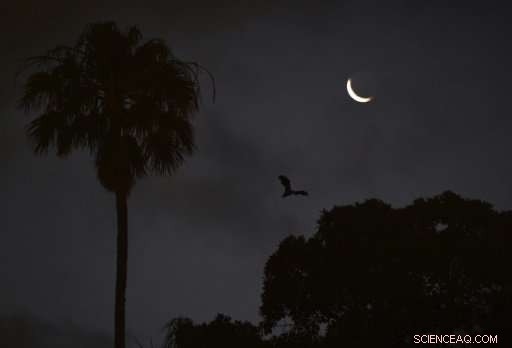 Vulnerable Grey-Headed Flying Foxes Shot in Remote Australian Bushland