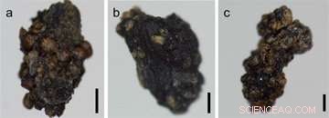 Parasitic Plants Use Novel Mechanisms to Spread Seeds