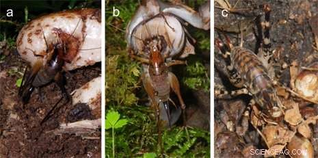 Parasitic Plants Use Novel Mechanisms to Spread Seeds