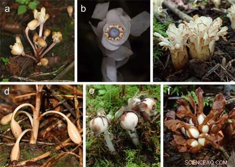 Parasitic Plants Use Novel Mechanisms to Spread Seeds